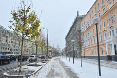 На Садовом кольце начали высаживать деревья